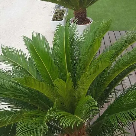 Cesira Hotel Bellaria-Igea Marina