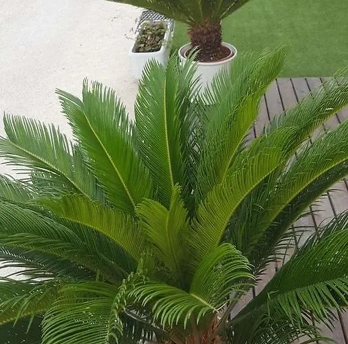 Cesira Hotel Bellaria-Igea Marina