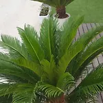 Cesira Hotel Bellaria-Igea Marina